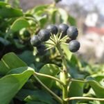 brečtan popínavý (Hedera helix) – fotografia rastliny