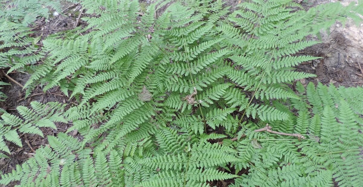 Breitblättriger Dornfarn (Dryopteris dilatata) – Pflanzenfoto