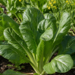 Breitblättriger Senf (Brassica juncea Integrifolia Group) – Pflanzenfoto