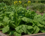Breitblättriger Senf (Brassica juncea Rugosa Group)