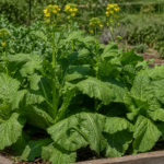 Breitblättriger Senf (Brassica juncea Rugosa Group) – Pflanzenfoto