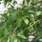 brestovec západný (Celtis occidentalis) – fotografia rastliny