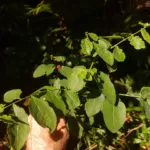 Breynia androgyna care guide (Breynia androgyna) – plant photo