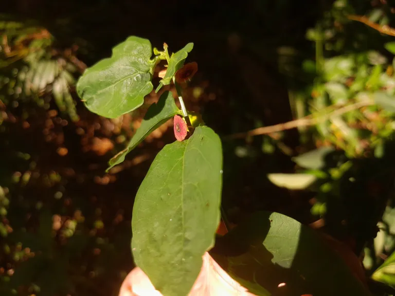 Breynia androgyna care guide (Breynia androgyna) – characteristic appearance, plant photo