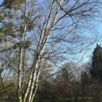 breza papierová (Betula papyrifera) – fotografia rastliny