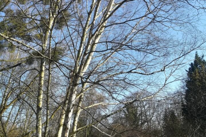 Betula papyrifera