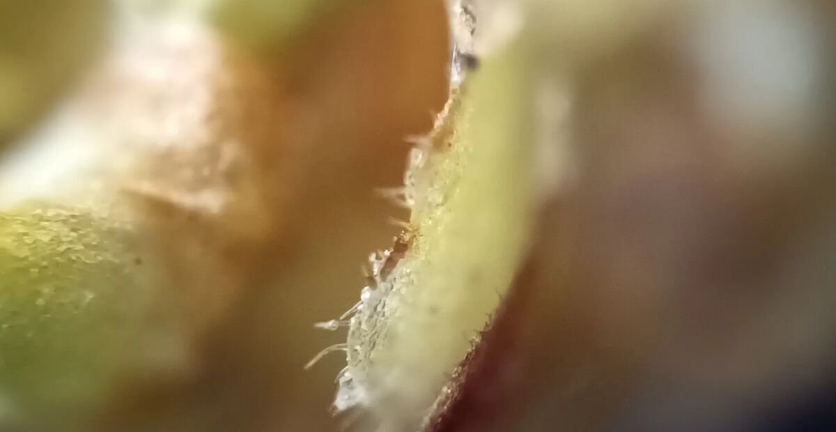 breza previsnutá (Betula pendula) – fotografia rastliny