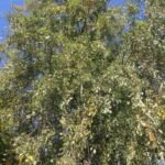 Breza previsnutá ‚Laciniata‘ (Betula pendula 'Laciniata') – fotografia rastliny
