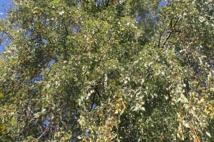 Betula pendula 'Laciniata'
