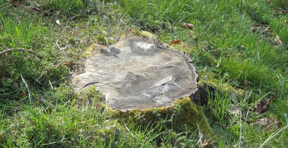Breza previsnutá 'Tristis' (Betula pendula 'Tristis') – fotografia rastliny