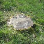 Breza previsnutá 'Tristis' (Betula pendula 'Tristis') – fotografia rastliny