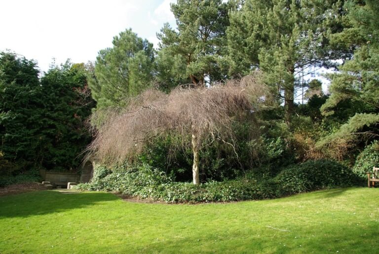 Betula pendula 'Youngii'