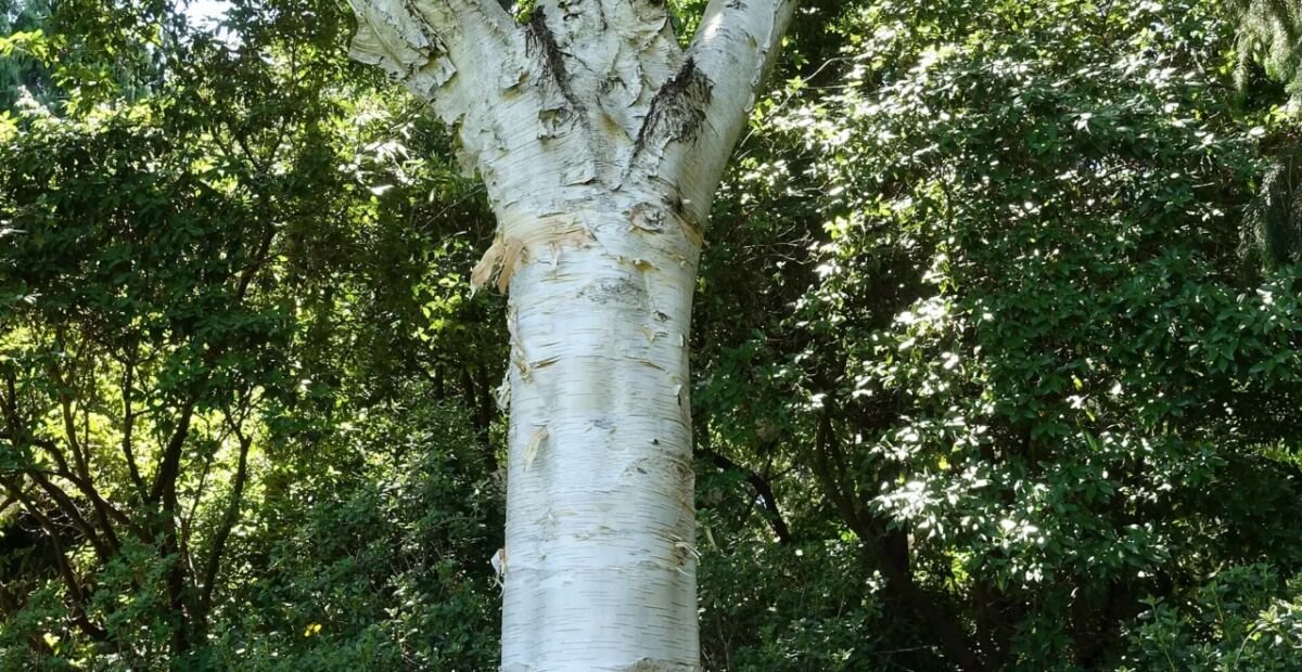 Breza užitočná snehobiela ‘Jacquemontii’ (Betula utilis 'Jacquemontii') – fotografia rastliny