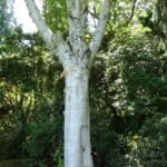 Breza užitočná snehobiela ‘Jacquemontii’ (Betula utilis 'Jacquemontii') – fotografia rastliny