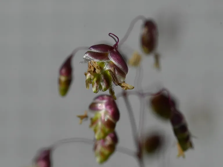Quaking-grass (Briza media) – in a garden setting, plant photo