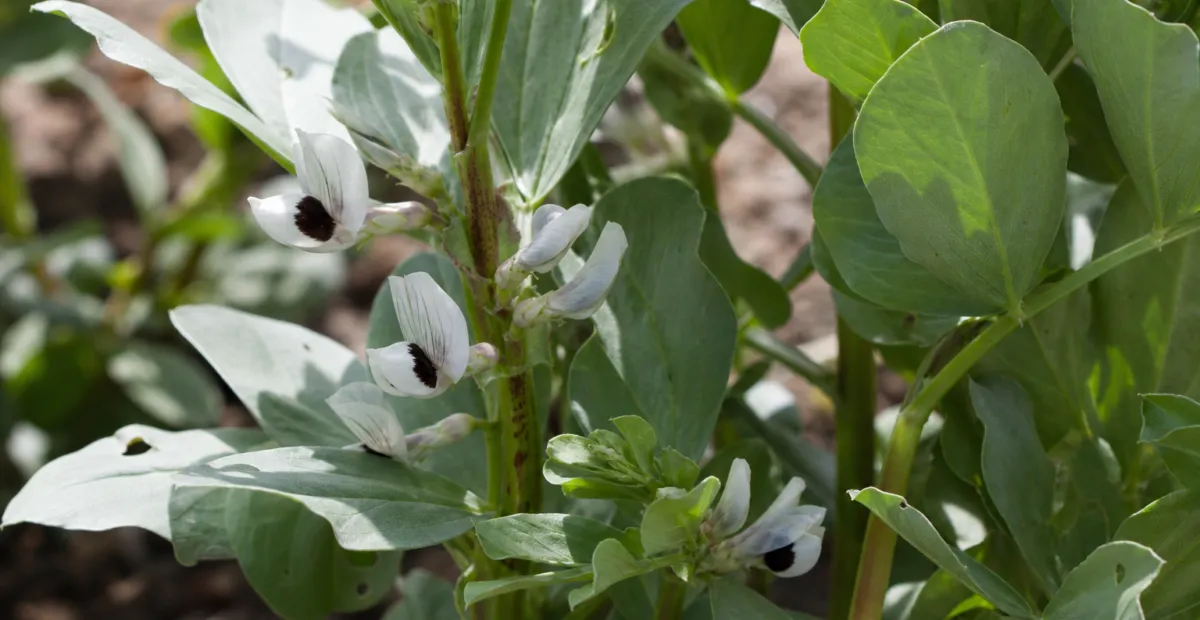Broad Bean (Vicia faba) – plant photo