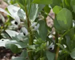 Broad Bean (Vicia faba) care guide