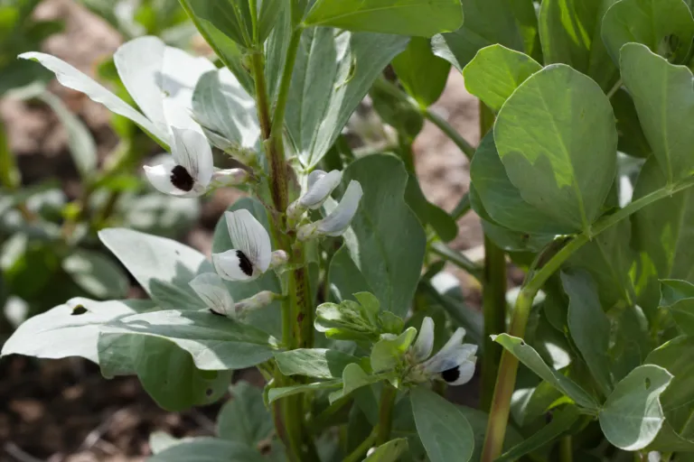 Vicia faba