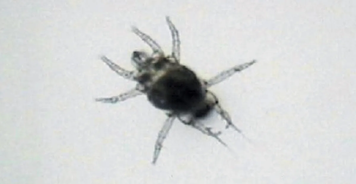 Broad mite