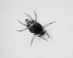 Broad mite