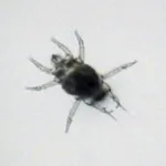 Broad mite