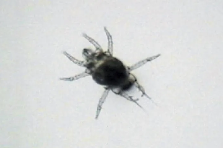 Broad mite