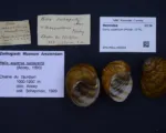 Brown Garden Snail