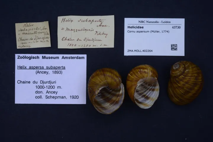 Brown Garden Snail