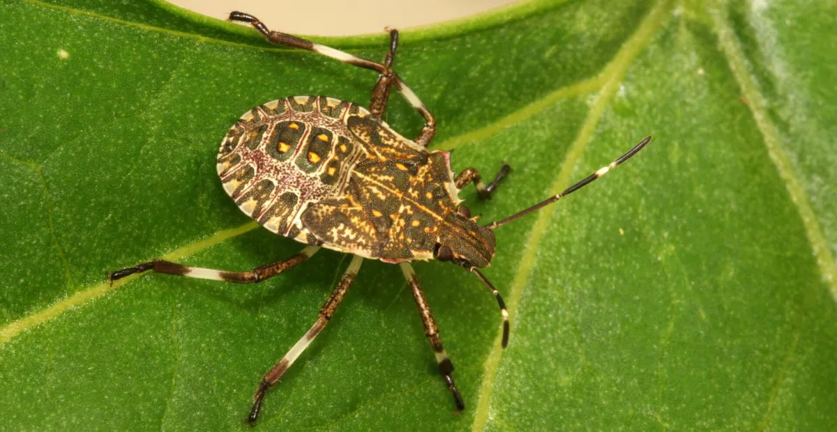 Brown Marmorated Stink Bug