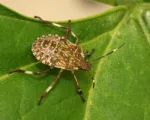 Brown Marmorated Stink Bug