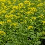 Brown Mustard (Brassica juncea) – plant photo