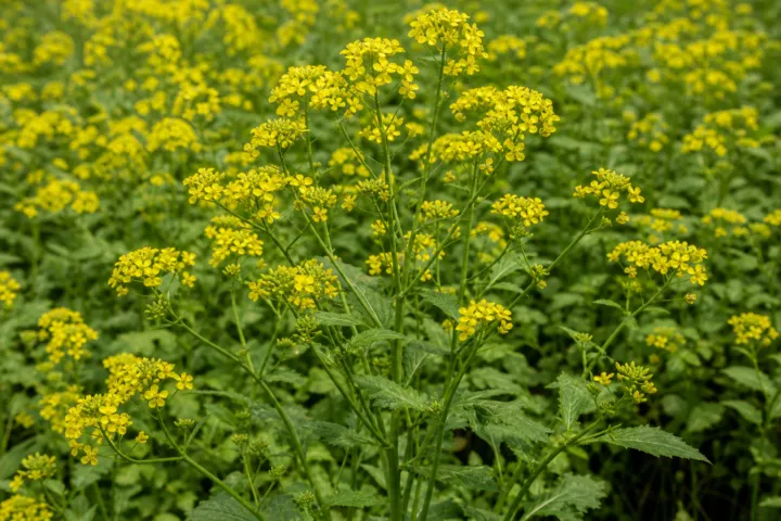 Brassica juncea