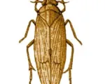 Brown planthopper
