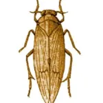 Brown planthopper
