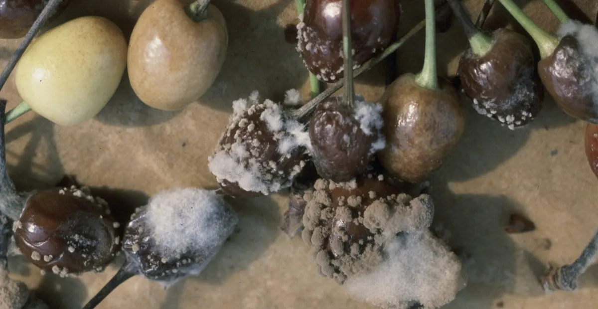 Brown Rot of Stone Fruit