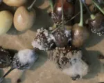 Brown Rot of Stone Fruit