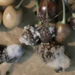 Brown Rot of Stone Fruit