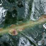 Brown Soft Scale