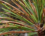Brown Spot Needle Blight