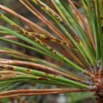 Brown Spot Needle Blight