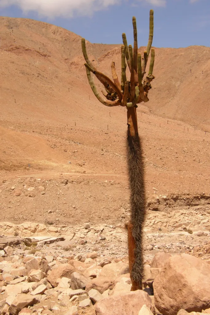 candleholder cactus (Browningia candelaris) – characteristic appearance, plant photo