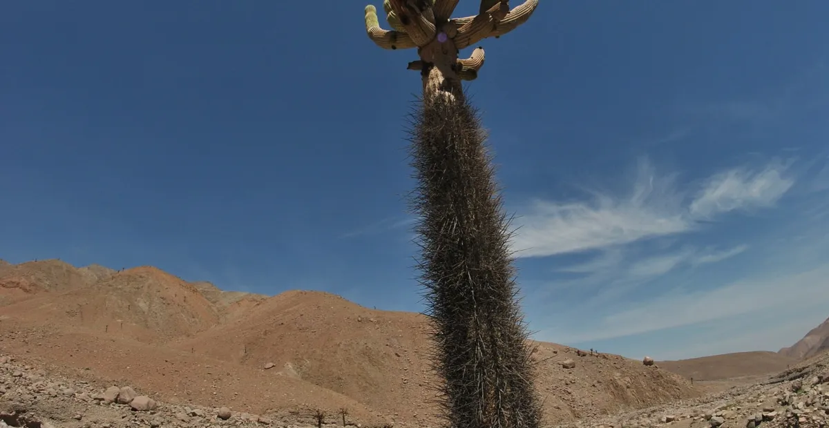 candleholder cactus (Browningia candelaris) – plant photo