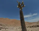 Candleholder cactus (Browningia candelaris) care guide