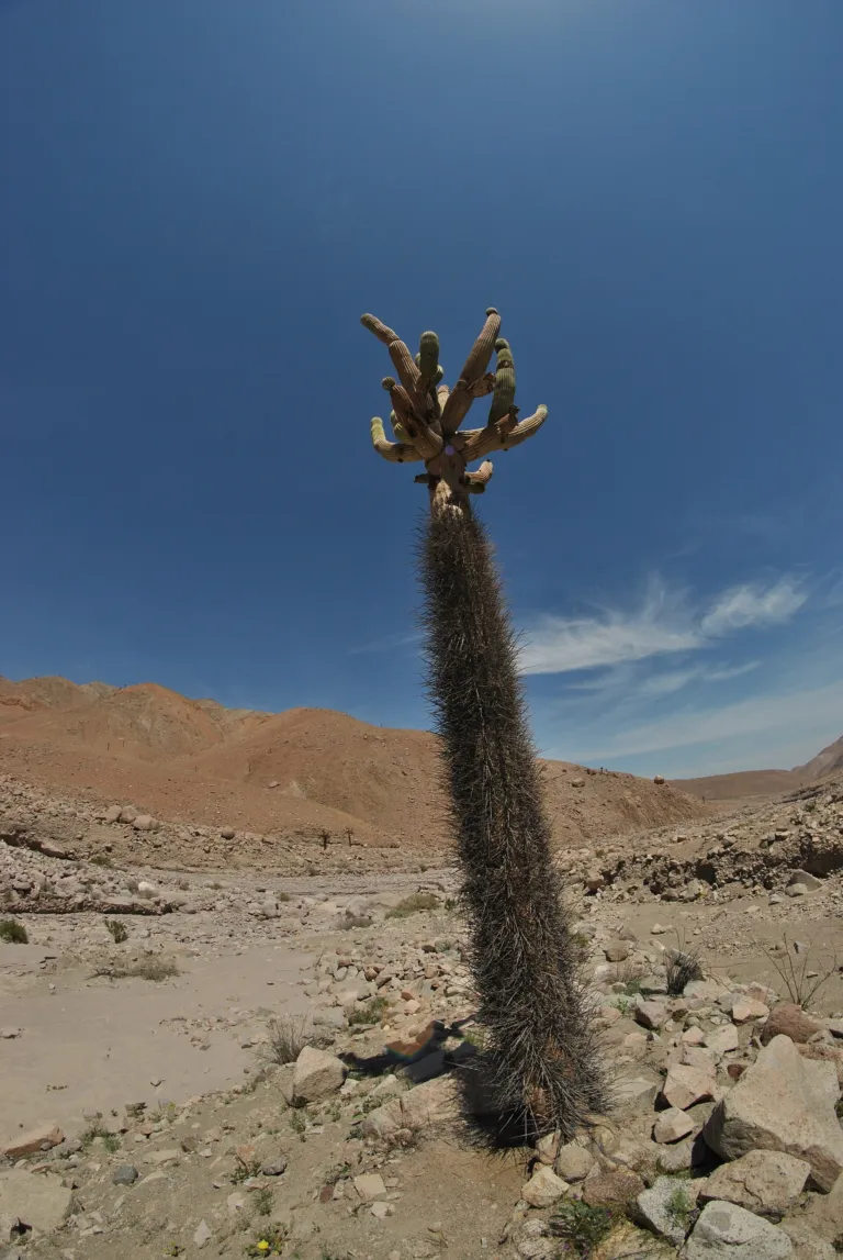 Browningia candelaris