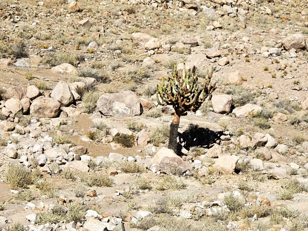 candleholder cactus (Browningia candelaris) – characteristic appearance, plant photo