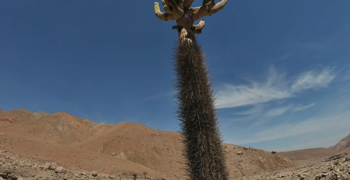 Browningia candelaris – fotografia rastliny