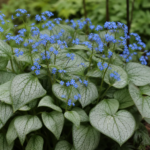brunera veľkolistá (Brunnera macrophylla) – fotografia rastliny