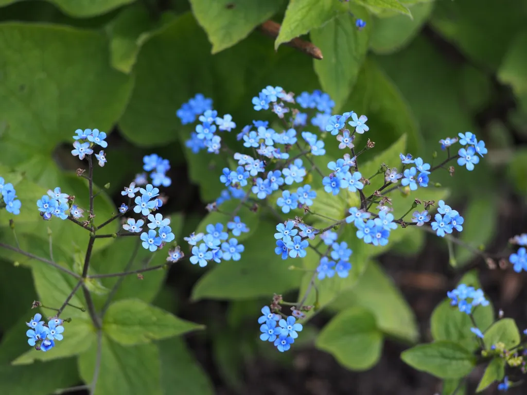 Brunnera macrophylla care guide (Brunnera macrophylla) – flowers in close-up, plant photo