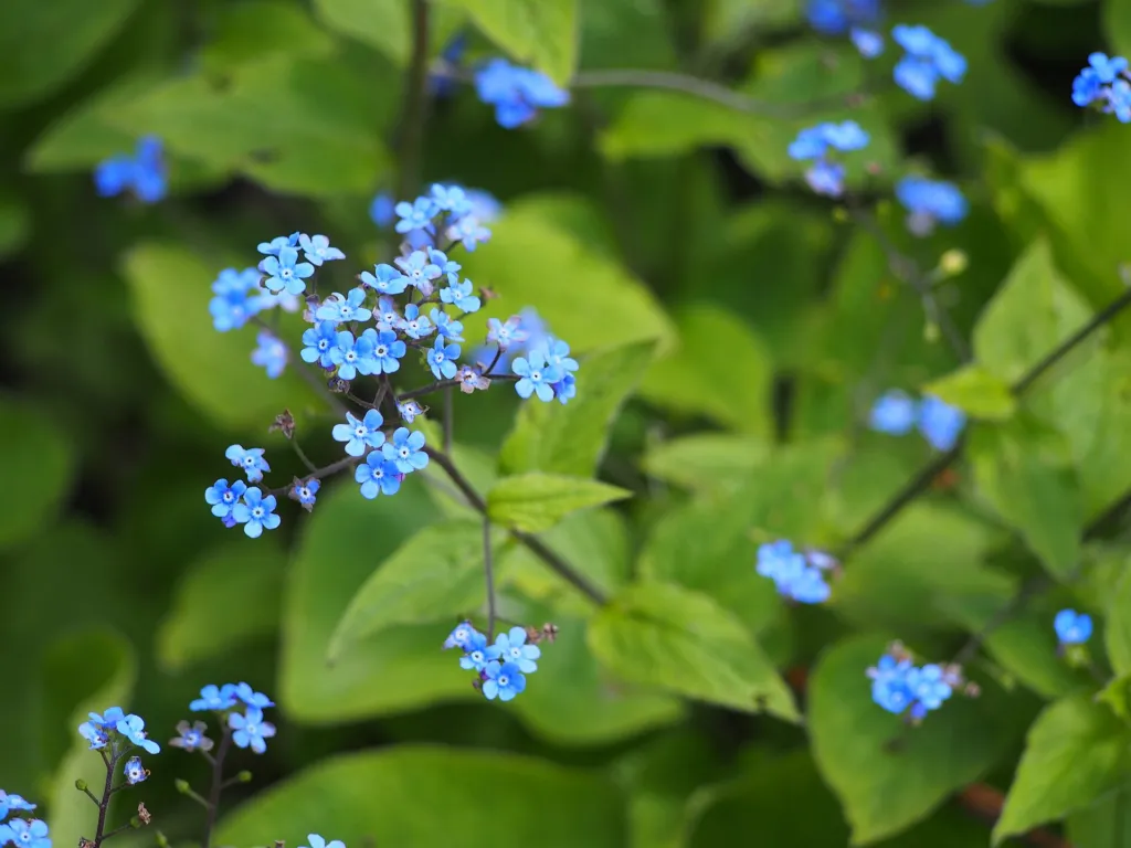Brunnera macrophylla care guide (Brunnera macrophylla) – flowers in close-up, plant photo