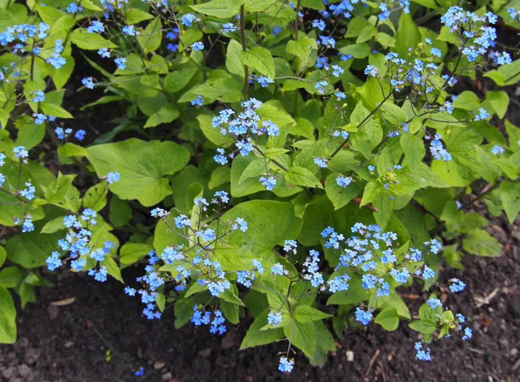 Brunnera macrophylla care guide (Brunnera macrophylla) – flowers in close-up, plant photo